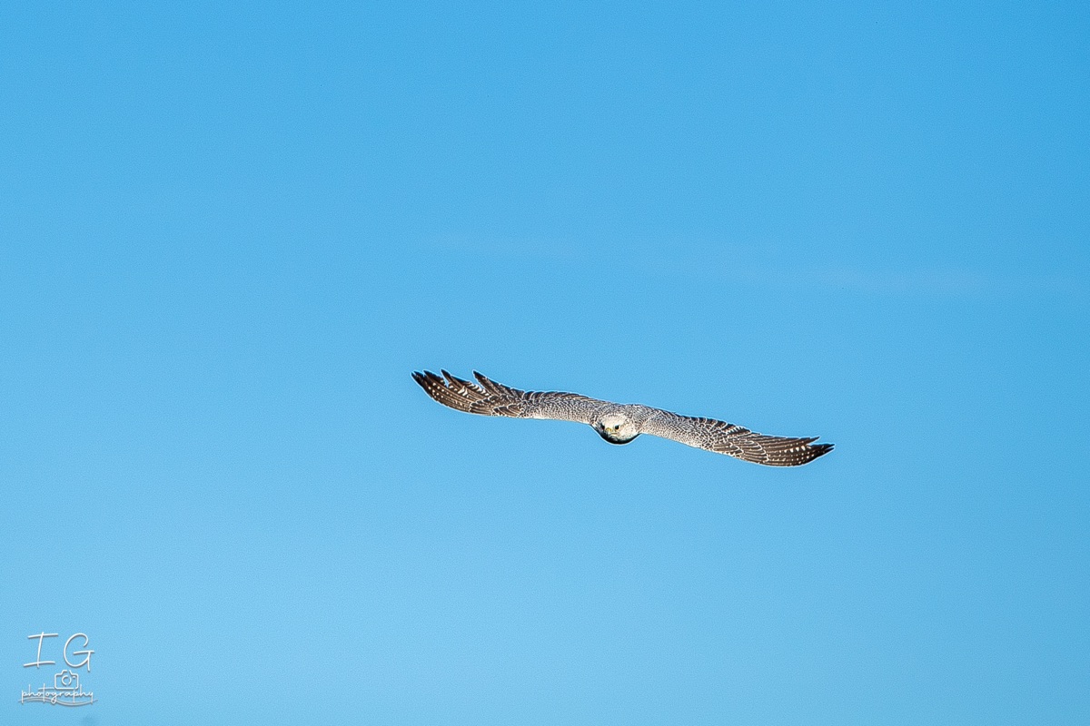 1DX43202 21 november 2021 1148 50